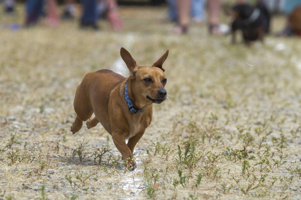 Dachshunds's ears flapping in a race. - Photo, Image