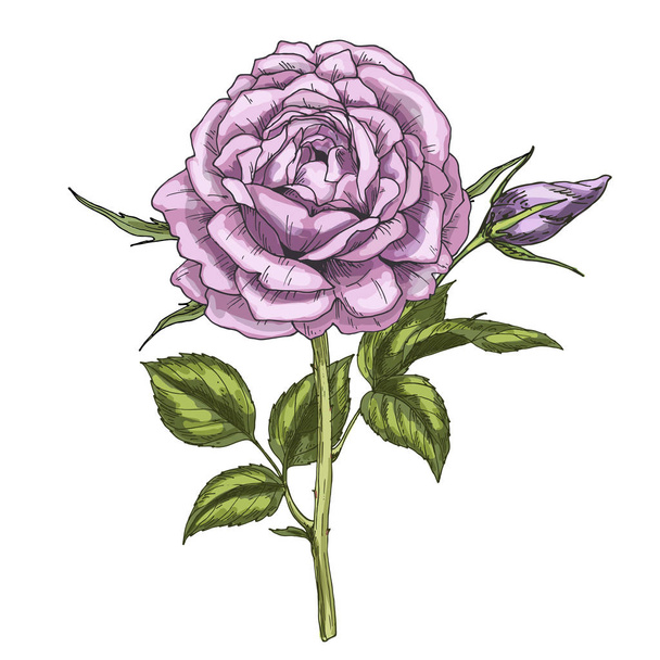 Hand drawn violet rose flower isolated on white background. Botanical vector illustration - Vetor, Imagem