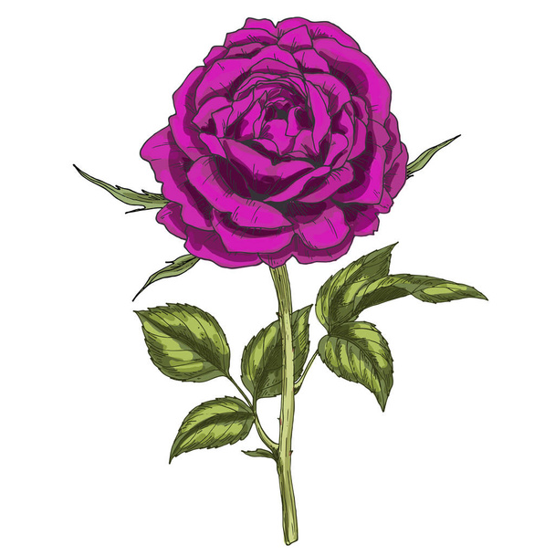 Hand drawn deep purple flower isolated on white background. Botanical vector illustration - Vetor, Imagem