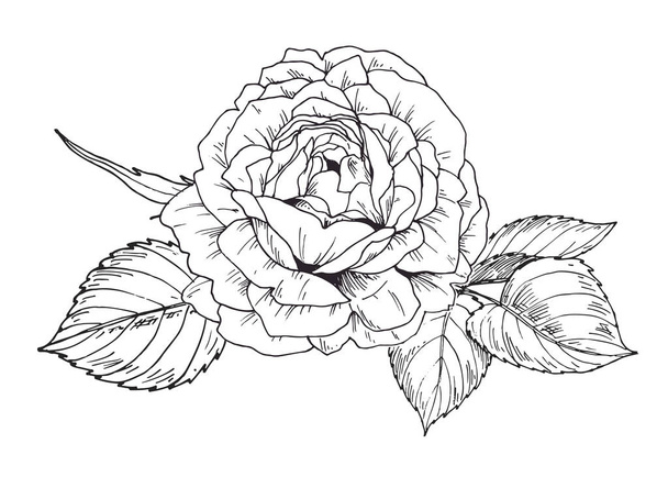 Hand drawn rose flower in contour. Botanical vector illustration - Вектор,изображение