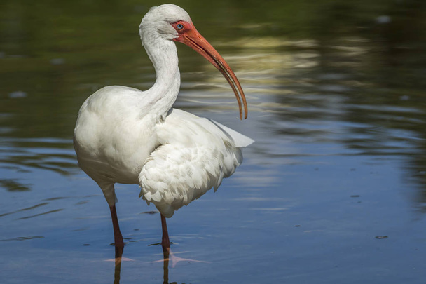 Ibis holds out wing. - Photo, Image