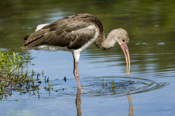 Young ibis drinks water. - Photo, Image