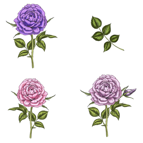 Set with three rose flowers, leaves and stems isolated on white background. Botanical vector illustration - Vetor, Imagem