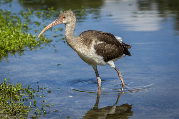Nuorten ibis kävelee vedessä
. - Valokuva, kuva
