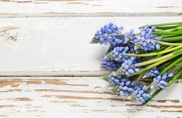 blaue Muscari-Blüten (Traubenhyazinthe) auf Holz - Foto, Bild