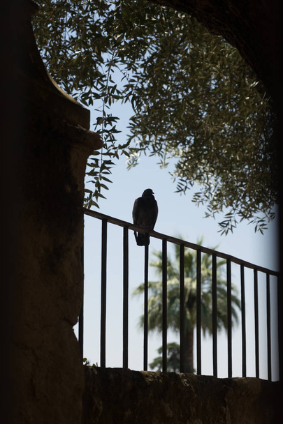 Un pigeon reposant sur un gril à Cordoue, Espagne, Europe
 - Photo, image