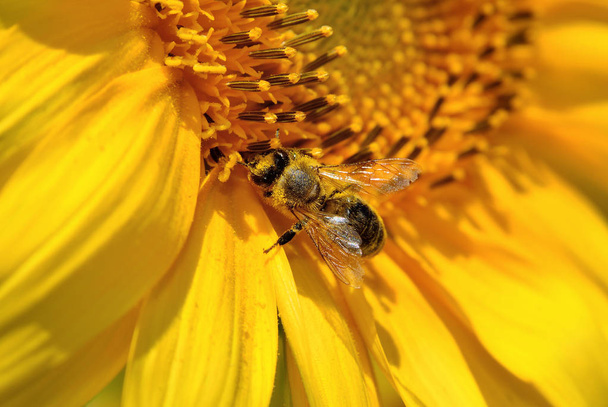 Bal arısı ayçiçeğinin çiçeklerinde nektar toplar. - Fotoğraf, Görsel