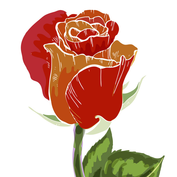 Close-up red and orange rose bud isolated on white background. Botanical vector illustration - Вектор, зображення