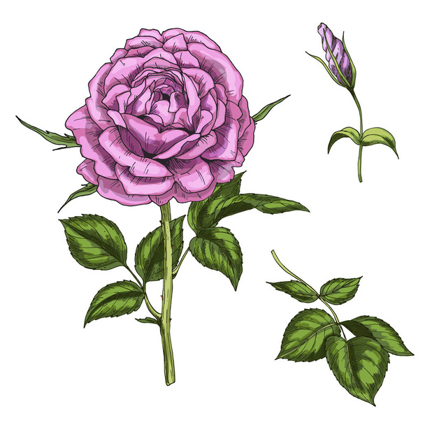 Set with rose flower, bud, leaves and stems isolated on white background. Botanical vector illustration - Vetor, Imagem