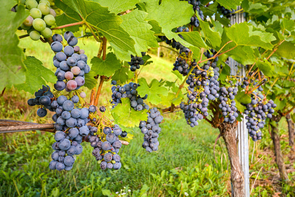 A szőlőben, a késő őszi betakarítás előtt a vörös borszőlő - Fotó, kép