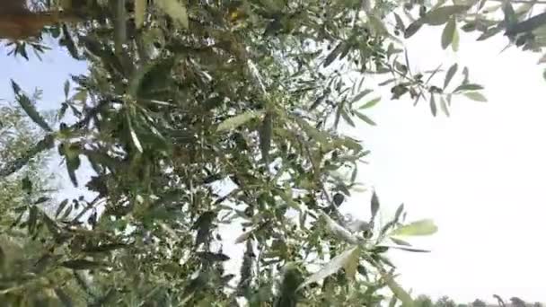 hautnah mit Zweigen von Olivenbäumen in der Nachmittagssonne  - Filmmaterial, Video