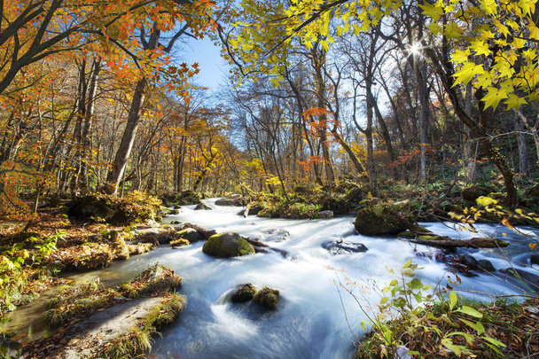 Wąwóz Oirase pięknej rzeki druing jesieni, Japonia - Zdjęcie, obraz