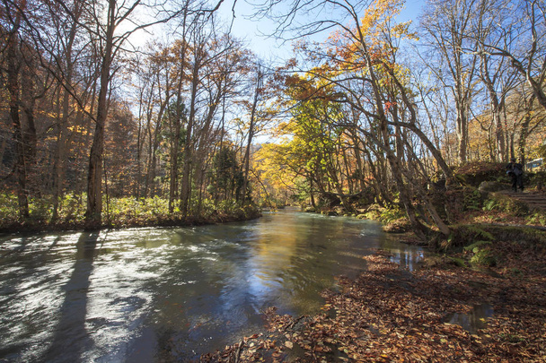 Oirase soutěska krásné řeky druing podzimní sezónu, Japonsko - Fotografie, Obrázek