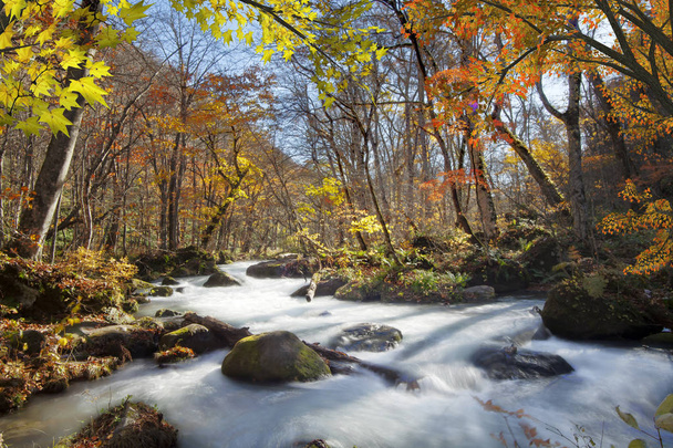 Φαράγγι Oirase όμορφο ποταμό στρατοπεδεύσει druing του φθινοπώρου, Ιαπωνία - Φωτογραφία, εικόνα
