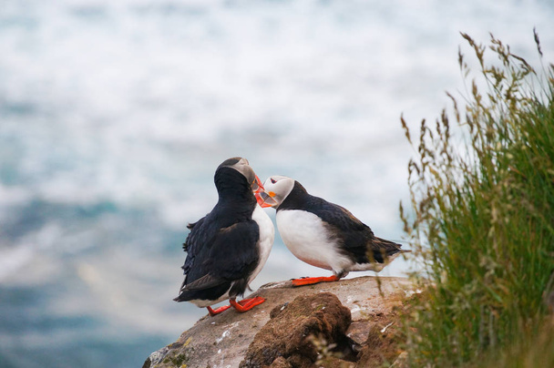 Puffins on the Latrabjarg cliffs,West Fjords, Iceland - Photo, Image