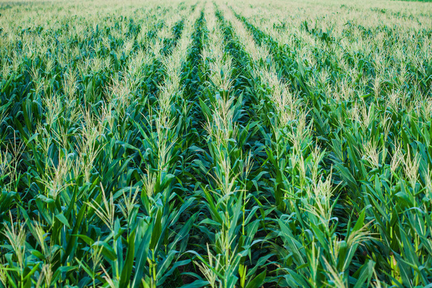 Green corn field - Photo, Image