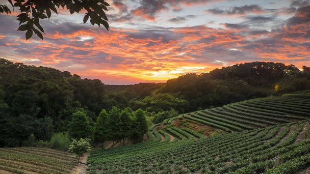 tea garden sunset in the summer time with nice background view - Photo, Image