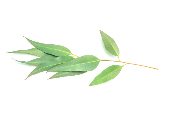 close up Eucalyptus leaves on white background - Foto, afbeelding