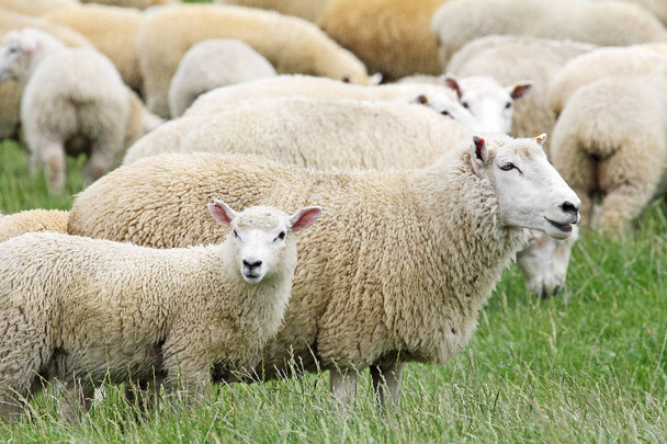 Schafe und ihr Lamm - Foto, Bild