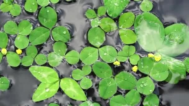Kleeblätter schwimmen auf der Wasseroberfläche als Hintergrund für den Patrick Day - Filmmaterial, Video