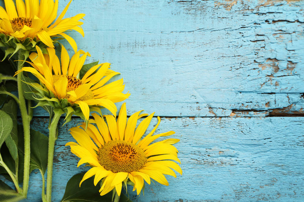 Yellow blooming sunflowers - Foto, imagen