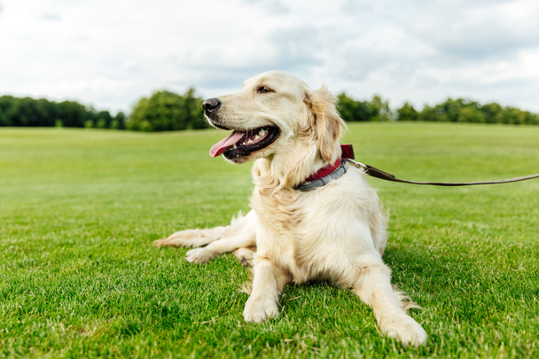 golden retriever dog on grass - Photo, Image