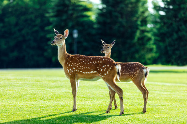 beautiful deer in park - Foto, Imagen