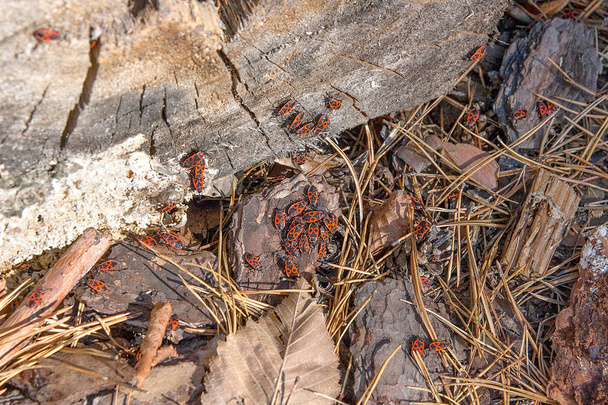 Nero e rosso Firebug o Pyrrrocoris apterus, su un vecchio albero trun
 - Foto, immagini