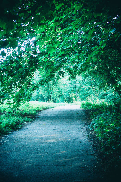 Дорога в лесной парк весной
 - Фото, изображение