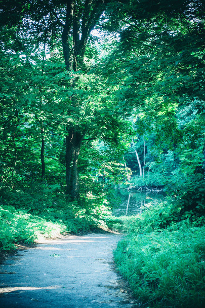 Straße im Waldpark im Frühjahr - Foto, Bild