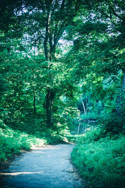 A tavaszi erdő-Park Road - Fotó, kép