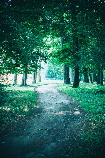Route dans le parc forestier au printemps
 - Photo, image