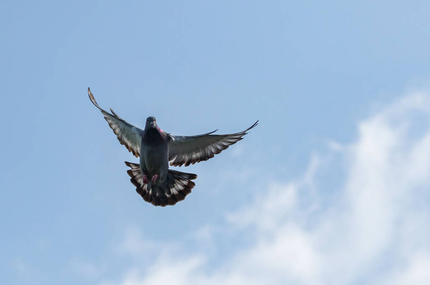 pigeon wing flying against blue sky - Фото, изображение