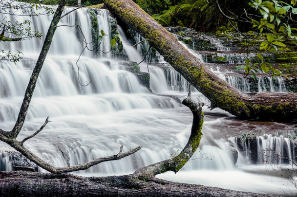 Liffey Falls nella regione delle Midlands, Tasmania
 - Foto, immagini