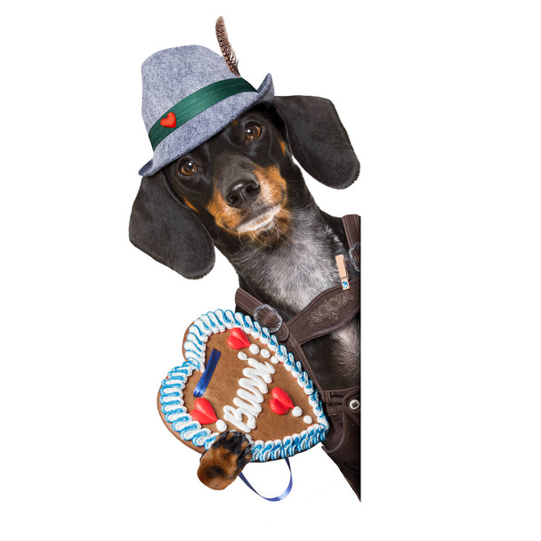 bavorské pivní pes  - Fotografie, Obrázek