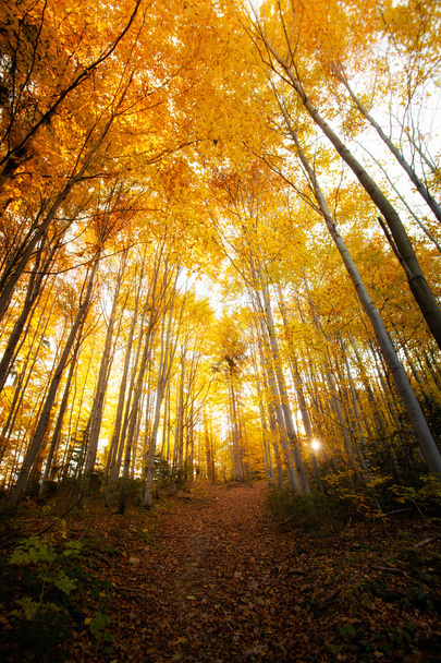 Beautiful autumn woods landscape - Photo, image