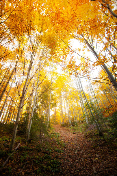 Beautiful autumn woods landscape - Zdjęcie, obraz