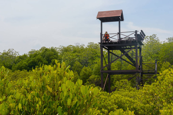La torre de observación de madera en el bosque de manglares en el Parque Nacional del Bosque de Pranburi, Prachuap Khiri Khan, Tailandia
 - Foto, imagen