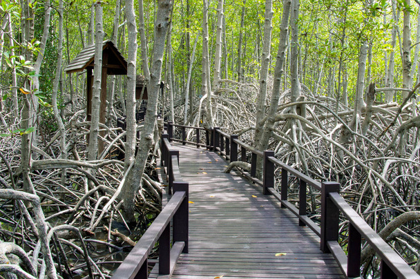 Деревянная мостовая дорожка в мангровом лесу в национальном парке Пранбури, Таиланд
 - Фото, изображение