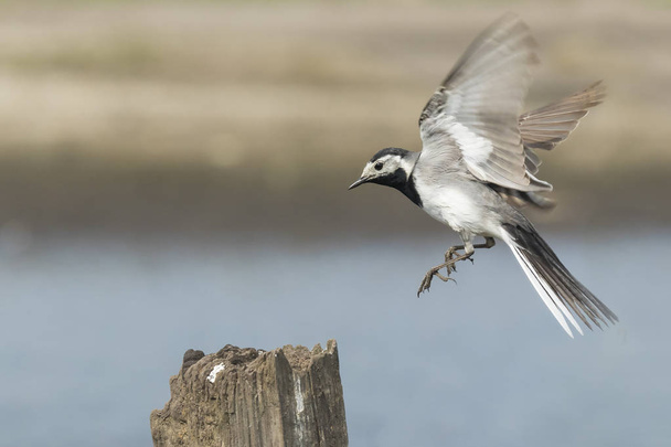 Closeup of a White Wagtail bird in flight - Photo, Image