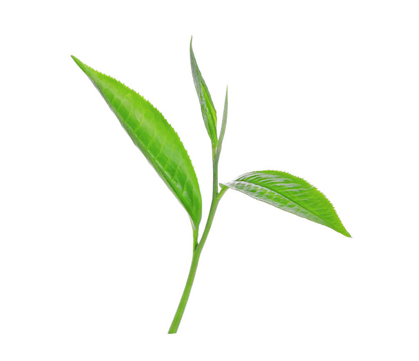 Grünes Teeblatt auf weißem Hintergrund - Foto, Bild