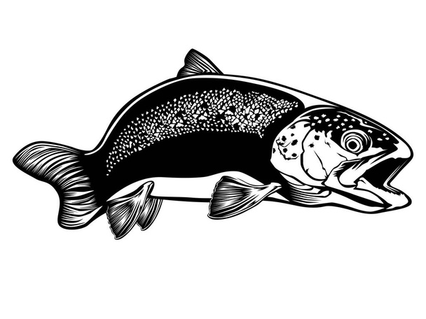 Trout detailed isolated on white 2 - Vector, Image