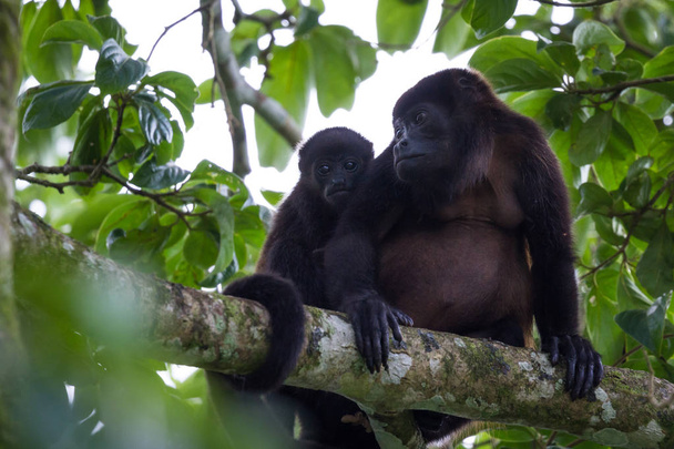 Πίθηκος ουρλάζων μωρό με τη μητέρα του - Φωτογραφία, εικόνα