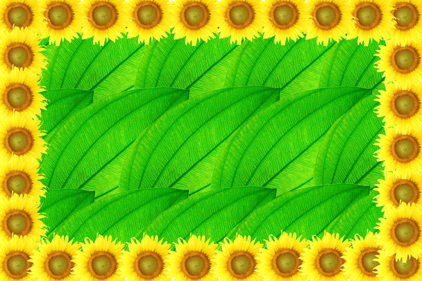 sunflower fame on leaf background - Fotografie, Obrázek