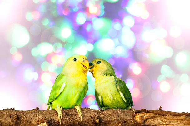 Lovebird na tle lampiony rozmazane - Zdjęcie, obraz