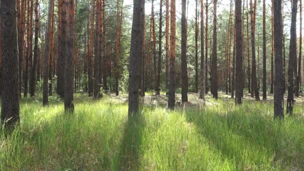 Krajina s borovicemi za slunečného dne - Záběry, video
