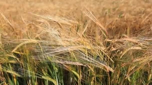 Grain veld - Video