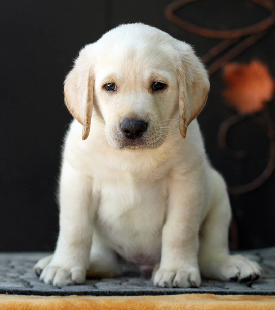 een kleine labrador pup op een gele achtergrond - Foto, afbeelding