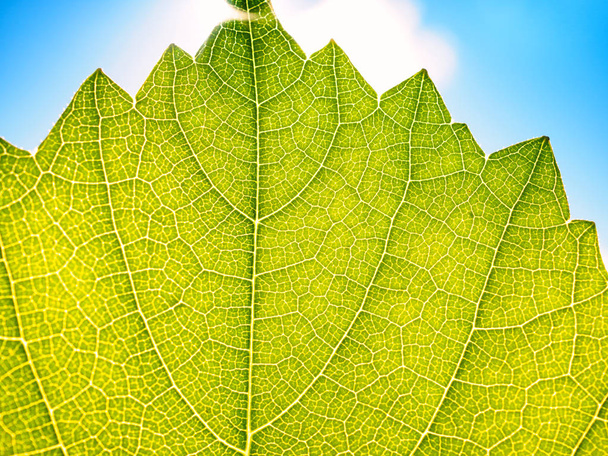 Leaves texture leaf background macro green light closeup - Фото, зображення