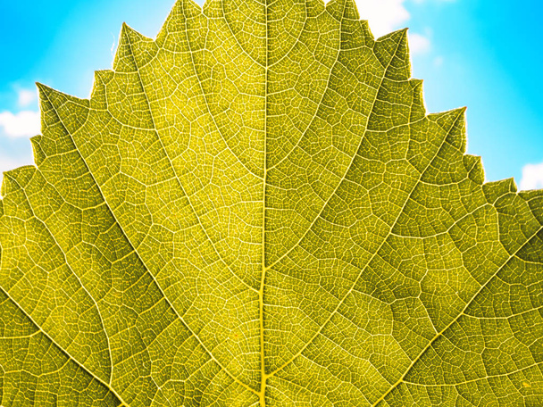 Leaves texture leaf background macro green light closeup - Photo, Image